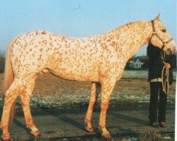 Deckhengst Sunflower's Plaudy Jock (Appaloosa, 1981, von Joker Reed Charge)