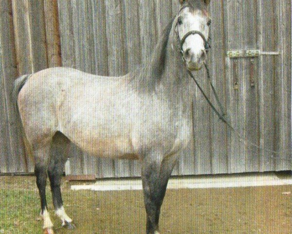 horse Pege Pearly (Arabian, 2005, from Pege Star ox)