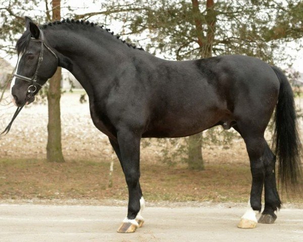 stallion Lizander (Schlesier, 2002, from Patriota)