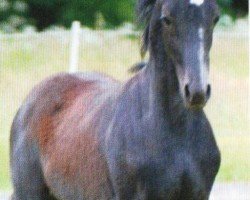 horse Ghashim (Arabian, 2009, from Allat al Ganschow)