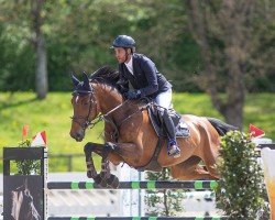 jumper Jaguar Ms (Belgium Sporthorse, 2015)