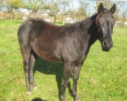 horse Kings Black Roy (Quarter Horse, 2008, from Mr King Raffles)