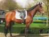 Pferd Virley (Polnisches Warmblut, 2005, von Pro Savage)