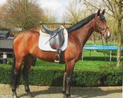 horse Virley (Polish Warmblood, 2005, from Pro Savage)