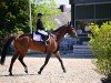 jumper Chapman 59 (German Sport Horse, 2009, from Chap 47)