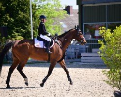 jumper Chapman 59 (German Sport Horse, 2009, from Chap 47)