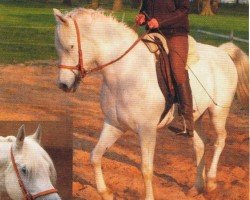 horse Malik al Thawi (Arabian, 1998, from El Malim ox)