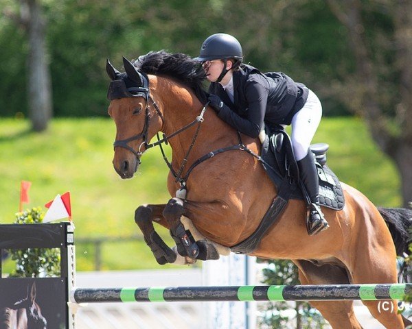 jumper Cashmere M (Holsteiner, 2013, from Con Spirito R)