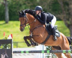 jumper Cashmere M (Holsteiner, 2013, from Con Spirito R)