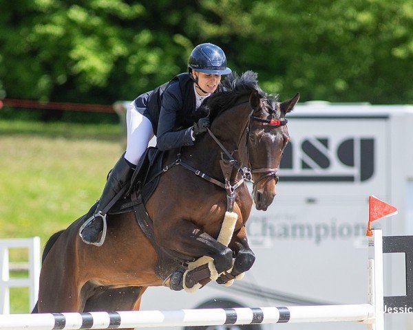 Springpferd Ciqala Elu (Deutsches Sportpferd, 2017, von Cassoulet)