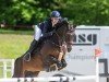 jumper Ciqala Elu (German Sport Horse, 2017, from Cassoulet)