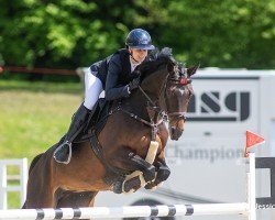 Springpferd Ciqala Elu (Deutsches Sportpferd, 2017, von Cassoulet)