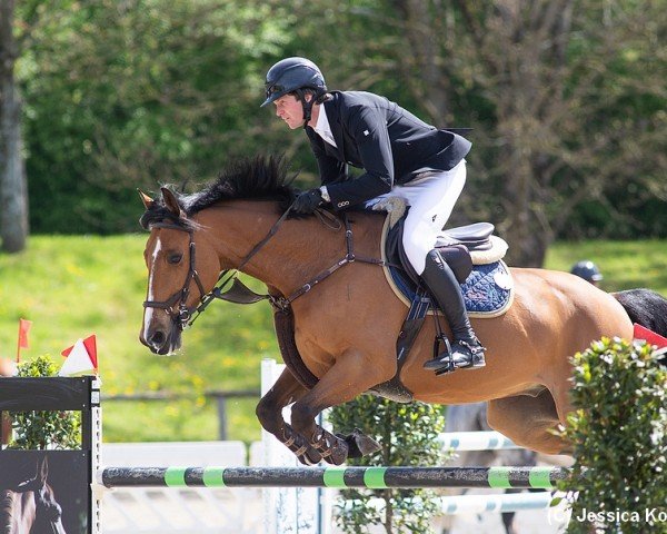 jumper Colui (Irish Sport Horse, 2015, from Luidam)