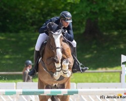 jumper Conradus 3 (Holsteiner, 2013, from Castelan 3)
