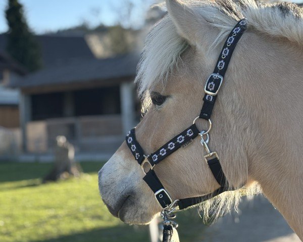 Pferd Jacinthe d'Ober (Fjordpferd, 2019, von Torsetblakken)