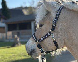 horse Jacinthe d'Ober (Fjord Horse, 2019, from Torsetblakken)