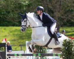 Springpferd Cornet-On SHO (Zangersheide Reitpferd, 2017)
