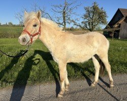 foal by Fleur de Lis (Fjord Horse, 2024, from Kelvin)