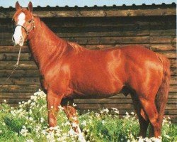 horse Lil Pepsi Prescript (Quarter Horse, 1992, from Little Peppy Coke)
