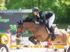 Springpferd Borita 2 (Holsteiner, 2009, von Boritas)