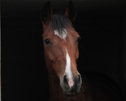broodmare Balouberta 5 (Oldenburg show jumper, 2013, from Balous Bellini)