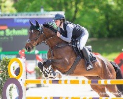 jumper Cambada 3 (German Sport Horse, 2013, from Carenzo)