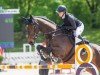 Springpferd Montreau M (Holsteiner, 2009, von Montender)