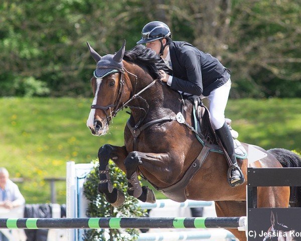 Zuchtstute Camilla CH (Westfale, 2015, von Cellestial)