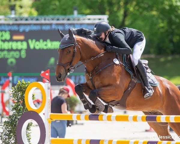 jumper Fortuno (KWPN (Royal Dutch Sporthorse), 2010, from Vaillant)