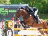 Springpferd Fortuno 6 (KWPN (Niederländisches Warmblut), 2010, von Vaillant)