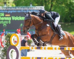 jumper Fortuno 6 (KWPN (Royal Dutch Sporthorse), 2010, from Vaillant)