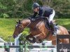 jumper Cinsey Cat (German Sport Horse, 2012, from Cinsey)