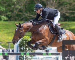 jumper Cinsey Cat (German Sport Horse, 2012, from Cinsey)