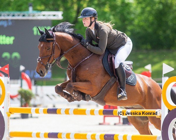 jumper Con Stakky (Holsteiner, 2011, from Canstakko)