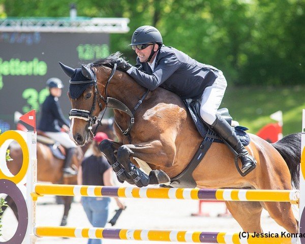 jumper Corinna 124 (Hanoverian, 2016, from Capistrano 2)