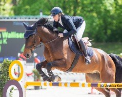 jumper Crapou K (Hanoverian, 2016, from Cansendo)