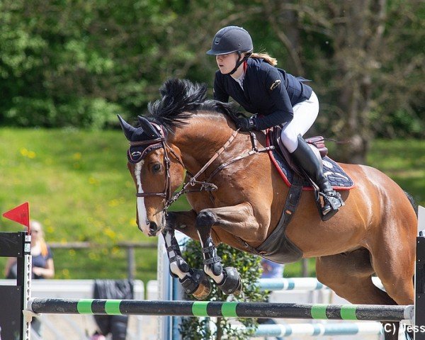 jumper Dylan HH (German Sport Horse, 2015, from Diarado)