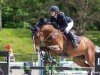 jumper Dylan HH (German Sport Horse, 2015, from Diarado)