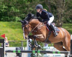 jumper Dylan HH (German Sport Horse, 2015, from Diarado)