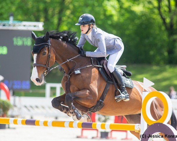 jumper Energie Kokka (Selle Français, 2014, from Oscar des Fontaines)