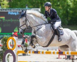 jumper Wicked Echo (Irish Sport Horse, 2011, from Fortunus)