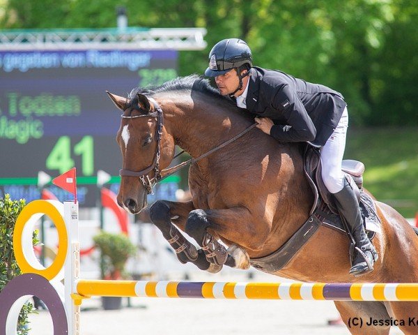 jumper Quantos Magic (German Sport Horse, 2014, from Quinto's Chamb)