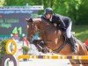 Springpferd Quantos Magic (Deutsches Sportpferd, 2014, von Quinto's Chamb)
