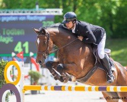 jumper Quantos Magic (German Sport Horse, 2014, from Quinto's Chamb)