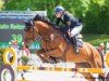 Springpferd Zarlo (Holsteiner, 2014, von Zirocco Blue)