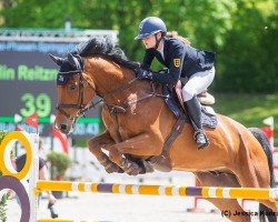Springpferd Zarlo (Holsteiner, 2014, von Zirocco Blue)