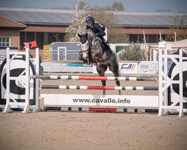 Springpferd Dorian Blue (Westfale, 2020, von Diacontinus)