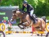 jumper Camira (Swiss Warmblood, 2015, from Croesus)