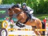 jumper Casastara PS (Oldenburg show jumper, 2015, from Casallco)