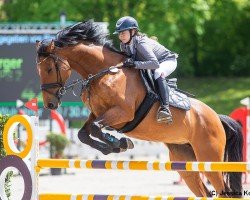 jumper Casastara PS (Oldenburg show jumper, 2015, from Casallco)
